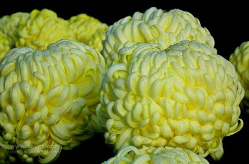 一朵菊花開出七種顏色？用手持氣象站促進菊花的種植